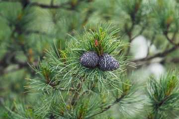 cones and blossom from a swiss stone pine - pinus cembra -  at a spring day on the mountains
