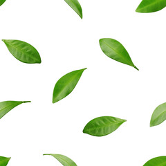 Citrus leaf, lemon, grapefruit, orange, lime, kumquat, isolated on white background, SEAMLESS, PATTERN