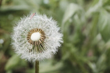 Dandelion clock head on a green background with space for text