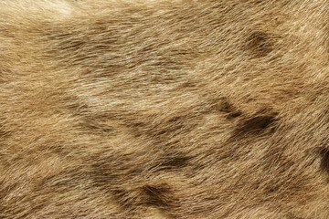 faux fur texture closeup