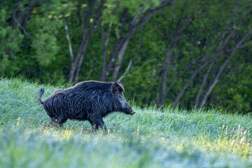 Fototapeta na wymiar Wild boar (Sus scrofa) in the meadow.