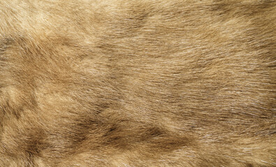 faux fur texture closeup