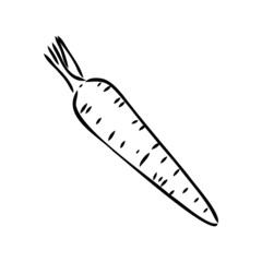 carrot line vector illustration, isolated on white background,top view