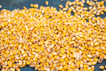 The bright orange corn kernels are simply stunning
