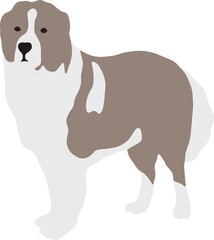 Large adult dog of St. Bernard stands in full growth