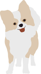 A small cute dog of the chihuahua breed stands in full growth