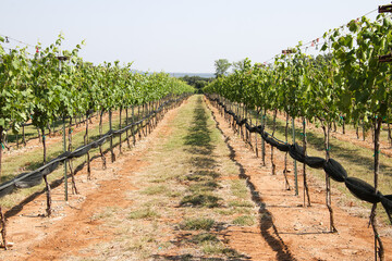 Fototapeta na wymiar Central Texas winery vineyard
