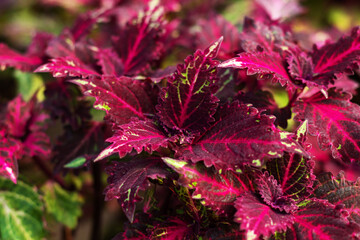 Red and green leaves of Coleus Blumei plant