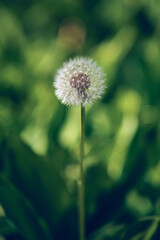 Dandelion in front of green Background. High quality photo