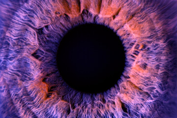 Macro photo of colored purple human eye texture background. extreme blue eye macro shot. Toned eye...