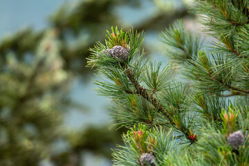 cones and blossom from a swiss stone pine - pinus cembra -  at a spring day on the mountains