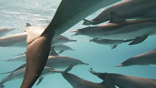 Big Dolphin tale playing in blue water Red sea. Underwater shot wild dolphins breath. Aquatic marine animals natural habitat. Closeup friendly bottlenose. Pod dolphins swim over sandy bottom. Spinner