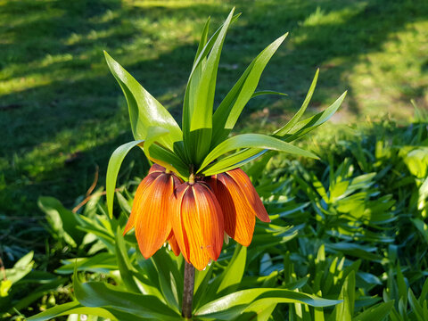 crown imperial also imperial fritillary (in german Kaiserkrone Kaiserblume,  K&ouml;nigsblume) Fritillaria imperialis crown imperial 
