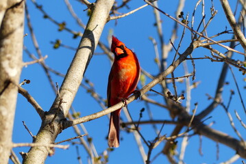Male Cardinal 