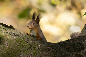 Naklejka na ściany i meble Cute European red squirrel, Sciurus vulgaris in the tree