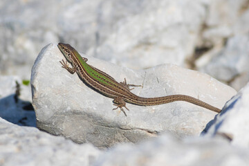 Dalmatian wall lizard, podarcis melisellensis on the rock