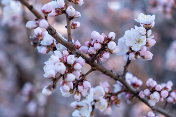 apricot blossoms, branches with soft pink flowers