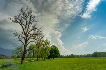 eine blühende Allee mit verschiedenen Bäumen, welche durch die Felder im Ried in Dornbirn führt, im Rheintal, Vorarlberg, Austria. Frühling mit Gewitterwolken.