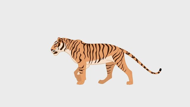 Tiger walking loop 2d animation