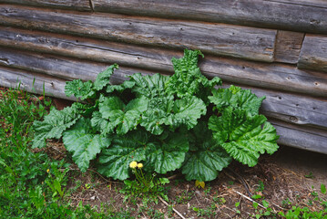 rhubarb by a wall in spring