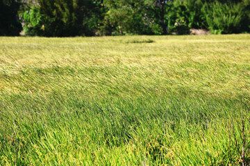 Naklejka na ściany i meble beautiful scenery of golden Paddy Rice farmland in a sunny day