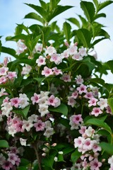 ハコネウツギ(箱根空木)