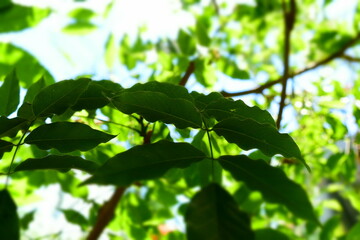 The gardens in summer III