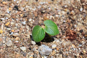 土に植えられた種から目が出た植物の双葉