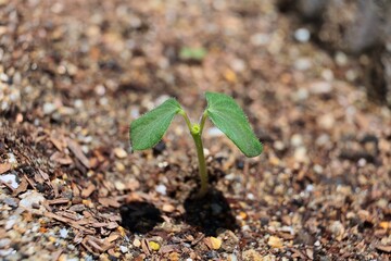 土に植えられた種から目が出た植物の双葉
