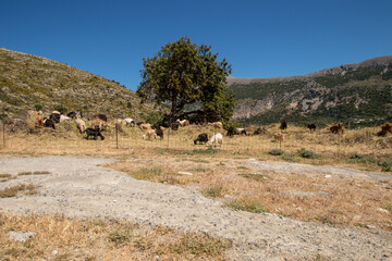 A herd of goats, in the Cretan countryside on a sunny day of May.