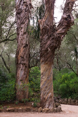 Fototapeta premium Unusual trees with peeling bark in the park
