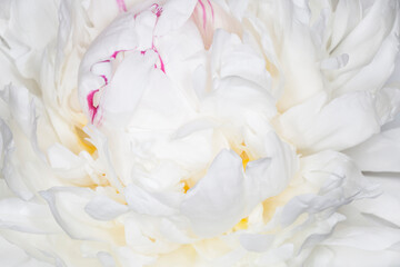 close up of white peony blossoming