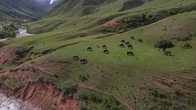 grazing horses on a mountain meadow. aerial view