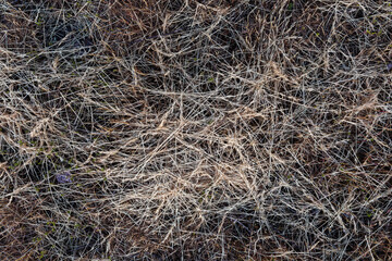 Fototapeta na wymiar The texture of dry mown grass. Natural background.