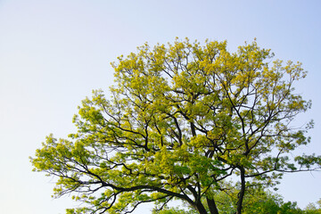 新緑の緑が美しく、目にまぶしい風景
