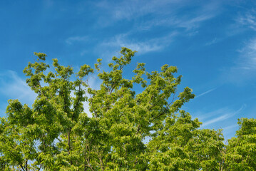新緑の緑が美しく、目にまぶしい風景