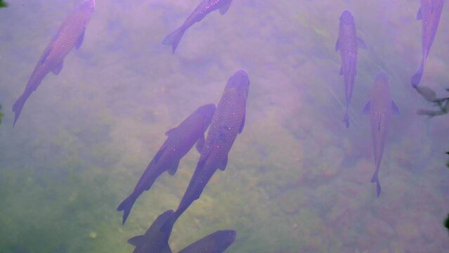 A shoal of asp, Aspius aspius, standing in the current of a stream with clear transparent water