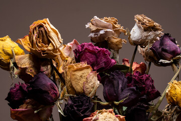 A beautiful bouquet of wilted dried out roses on an isolated plain background in a vintage vase...