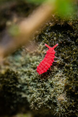 Springtail in it's natural habitat