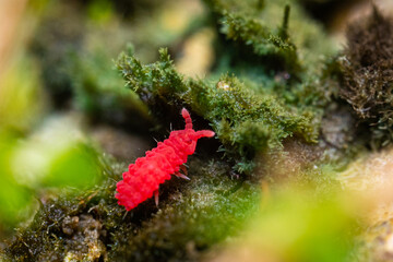 Springtail in it's natural habitat