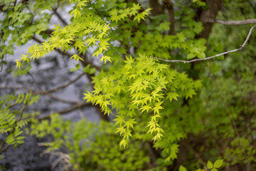 Japanese maple leaves on a branch over water