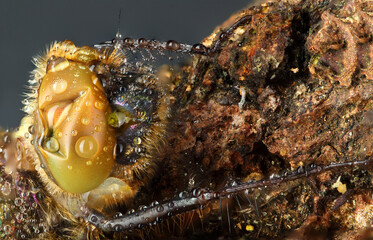 dragonfly after molting