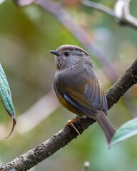 Manipur fulvetta or streak-throated fulvetta (Fulvetta manipurensis) observed in Mishmi Hills in Arunachal Pradesh, India