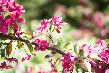 Pink blossom apple tree, close up. Nature background.