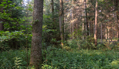 Frash Alder tree mixed forest in summer