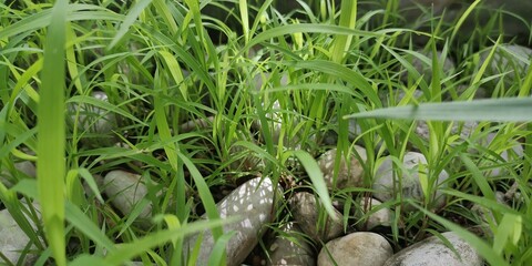grass in the grass