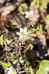 Obraz premium Tiny white Snowdrop Anemone Sylvestris in a forest in Schaan in Liechtenstein