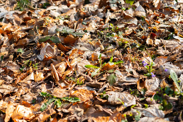 Dry leaf in a forest in Schaan in Liechtenstein