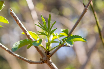 Green leafs in a forest in Schaan in Liechtenstein