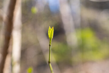 Green leafs in a forest in Schaan in Liechtenstein